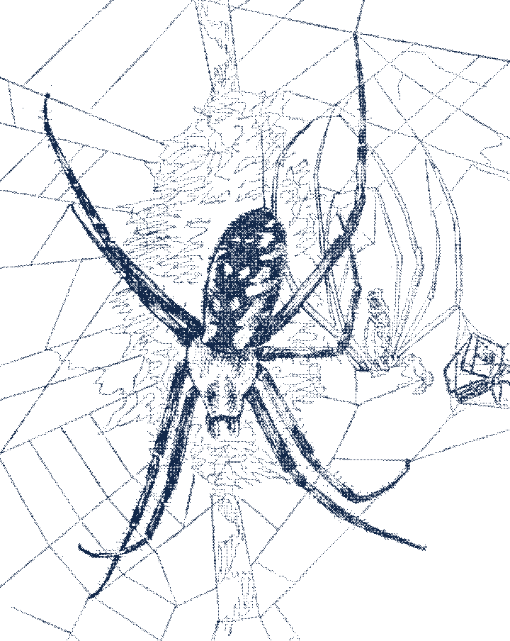 A banded garden spider resting head-down at the centre of its web, legs paired along the zigzag silk. Line engraving.