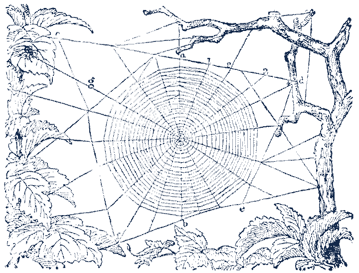 An orb web framed by twigs and leaves, the spiral fine as hair. Wood engraving.
