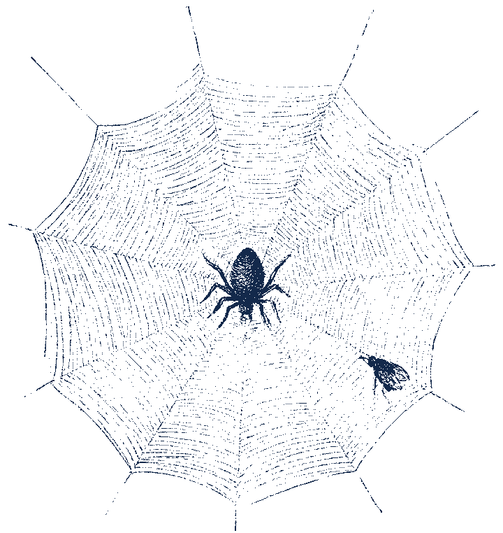 A round web with its spider at the hub and a fly caught near the rim. Wood engraving.