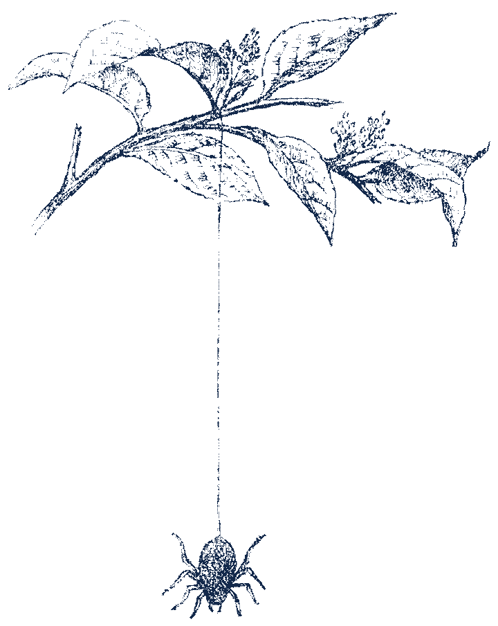 A garden spider letting itself down from a leafy twig on a single thread. Wood engraving.